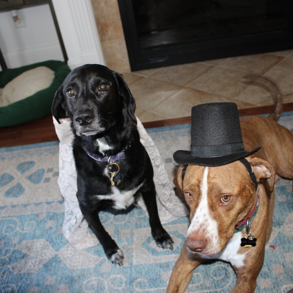 Meet your Posher, Ansley - Picture 5 of 8